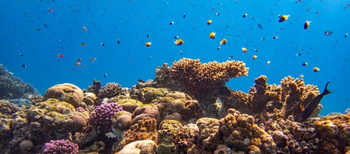 Arrecife de coral submarino en el Mar Rojo, Sharm el-Sheij, con corales de diversas formas y un gran banco de pequeños peces tropicales de colores nadando en aguas azules y cristalinas
