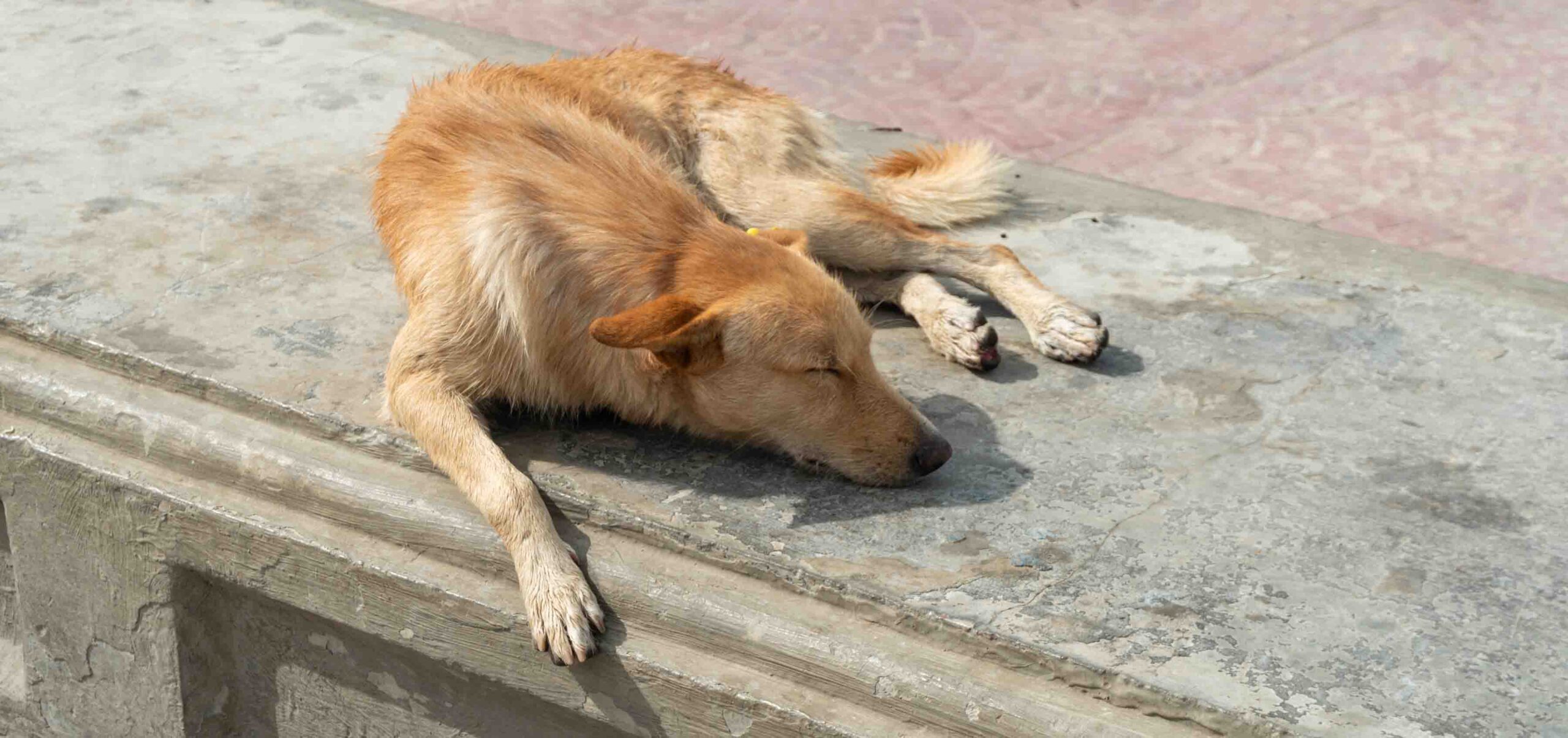 Perro callejero en la Ciudadela de Qaitbay en Alejandría Perro callejero de pelaje claro durmiendo plácidamente sobre un muro de piedra junto al paseo marítimo de la Ciudadela de Qaitbay en Alejandría, Egipto.