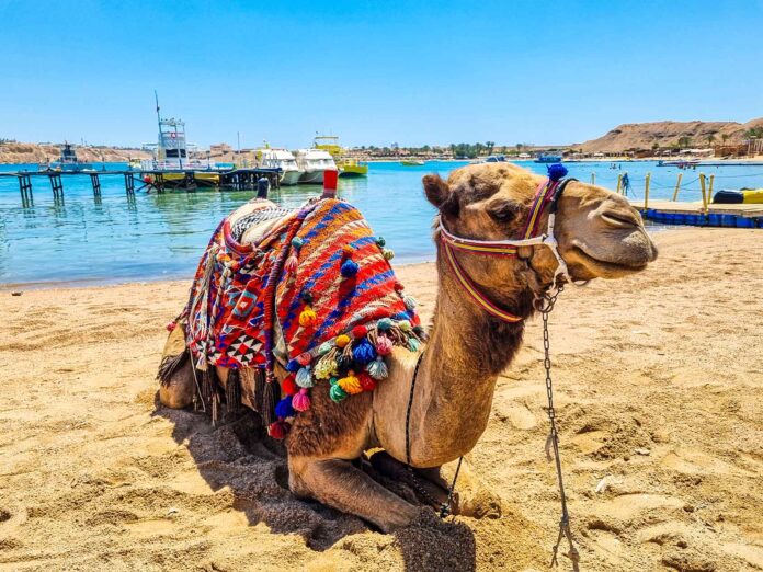 Un camello decorado con coloridos textiles descansa sobre la arena, a orillas del Mar Rojo, en Sharm el-Sheij