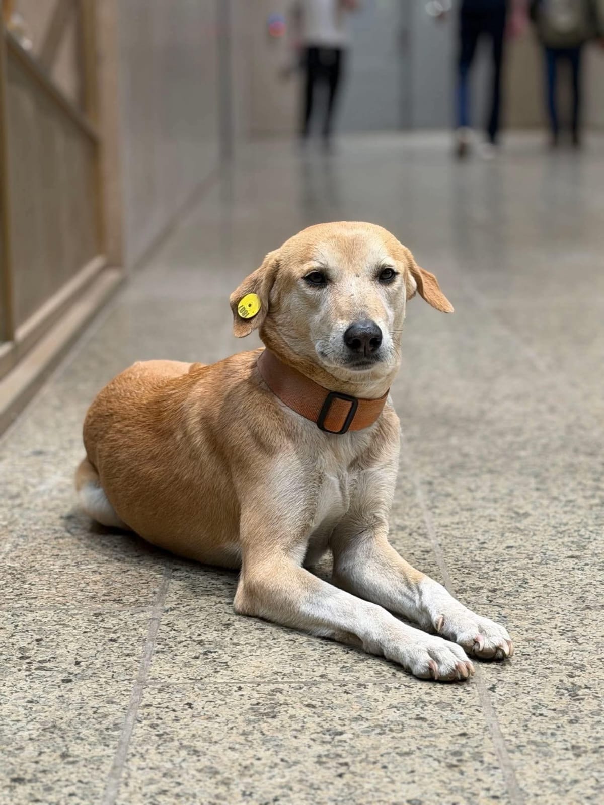 La perra callejera Mimi descansando en el suelo de piedra del Gran Museo Egipcio, luciendo un collar marrón y una etiqueta amarilla de control veterinario en su oreja