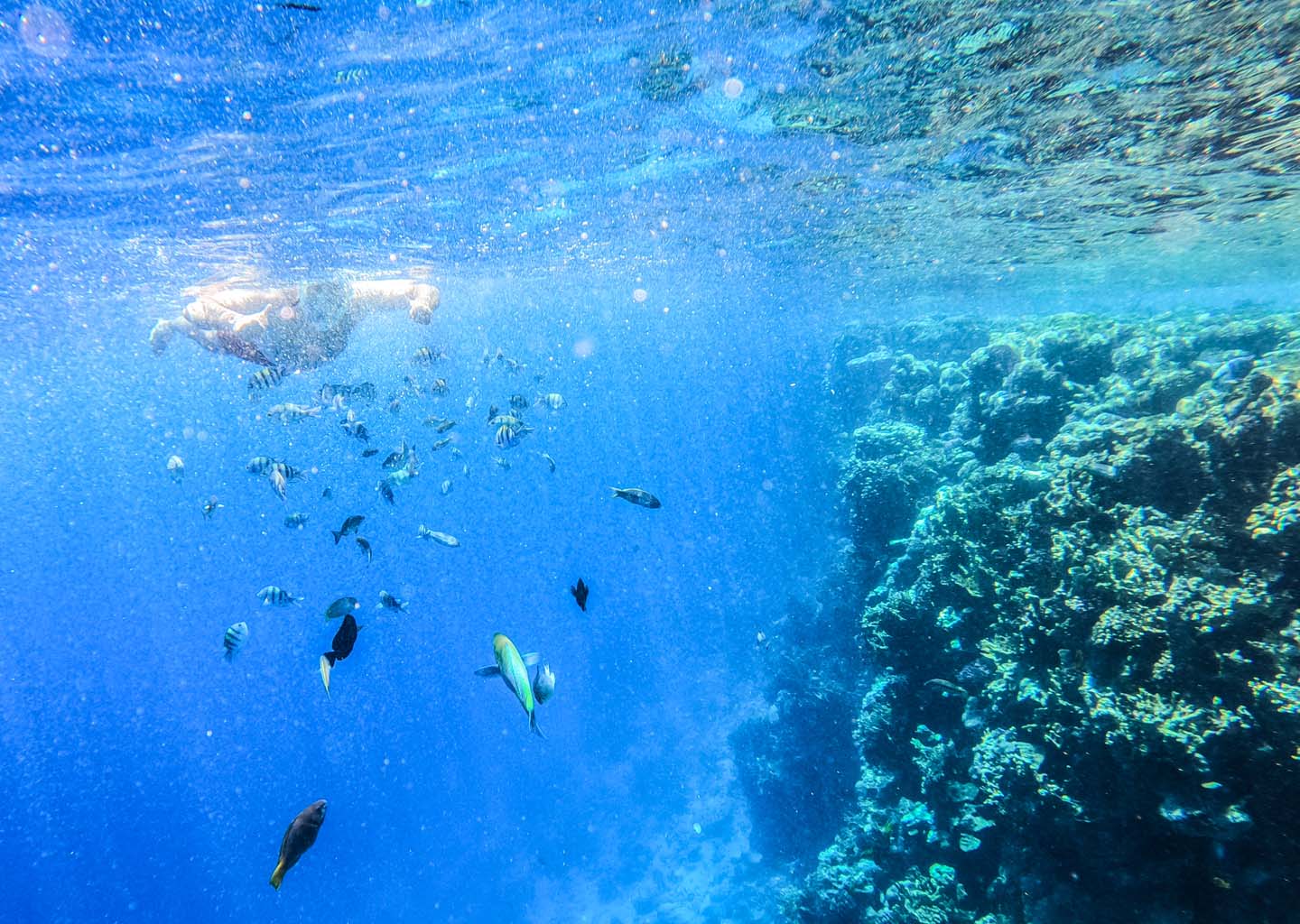 Vista submarina de una persona practicando snorkel entre corales y peces tropicales en el Mar Rojo en Sharm el-Sheij, una actividad imprescindible para disfrutar del verano en Egipto
