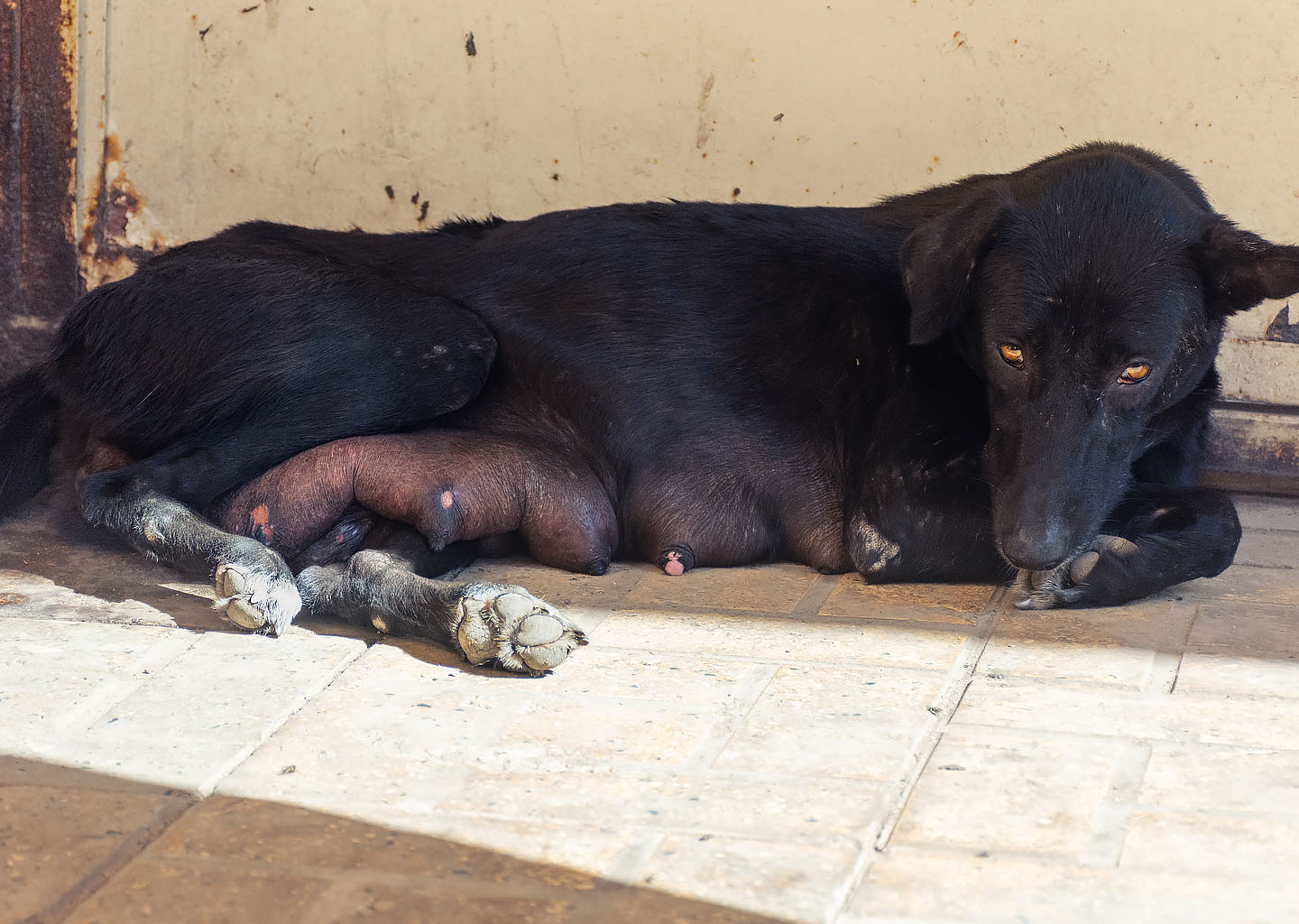 Una perra callejera de color negro descansando en el suelo en Alejandría, representando las supersticiones egipcias y mitos populares sobre los animales de este color