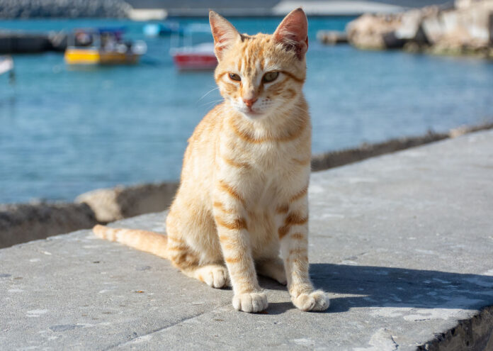 Imagen de los gatos callejeros en Egipto, mostrando a un felino naranja sentado junto al mar cerca de la fortaleza de Alejandría