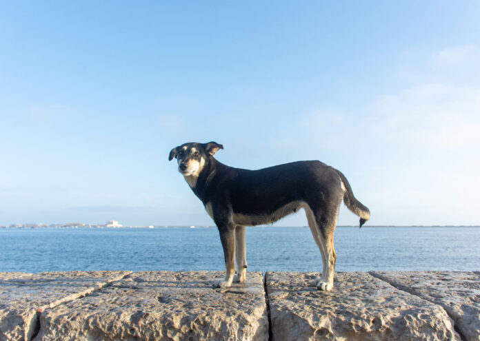 Perro mestizo de pelaje negro y beige parado sobre el muro de piedra de la cornisa de Alejandría con el mar de fondo, ejemplificando la presencia de los animales callejeros en Egipto
