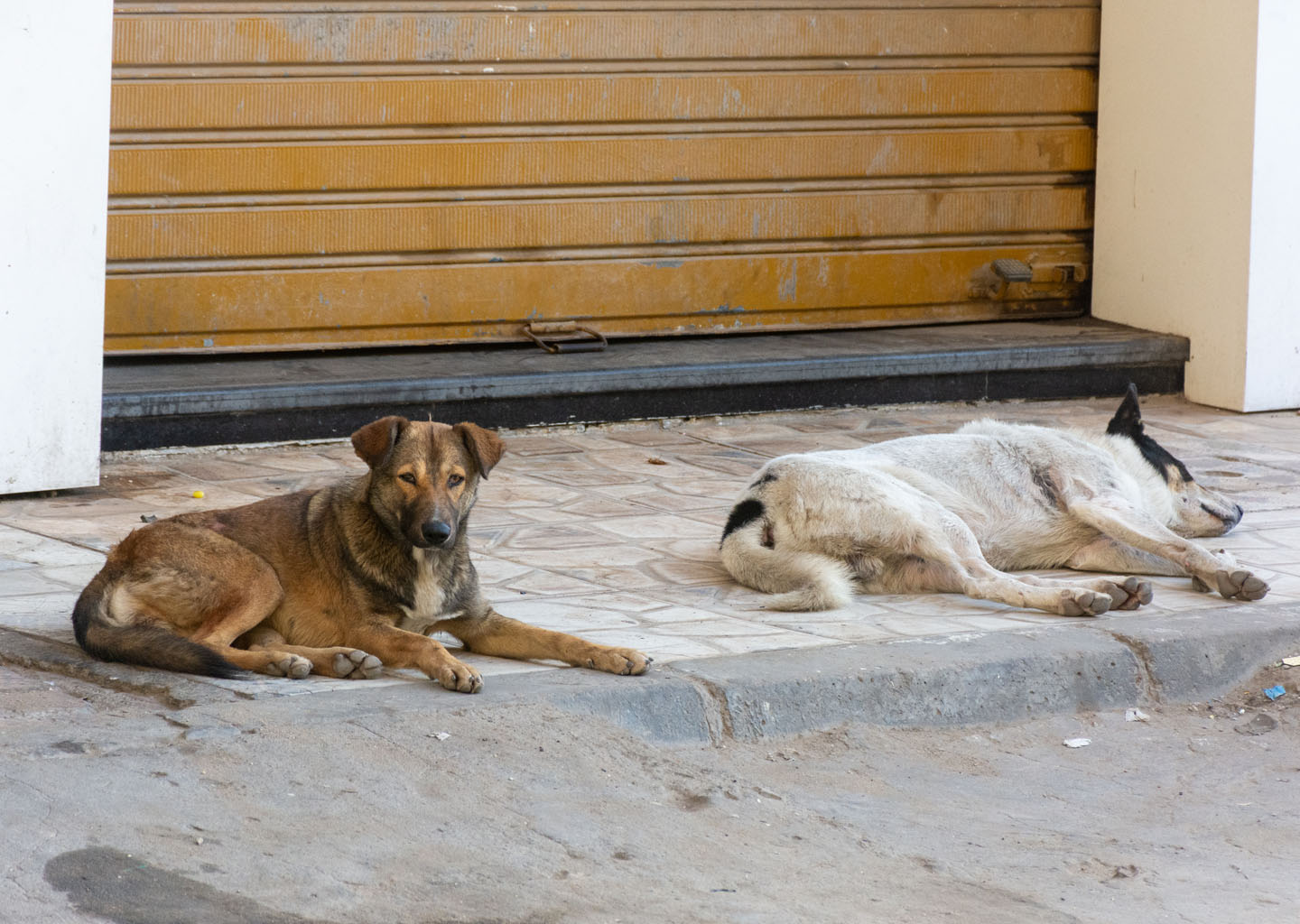 Dos perros mestizos recostados sobre la acera frente a la persiana metálica de un negocio local, representación de los animales callejeros en Egipto en las zonas urbanas